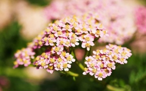 Cúc vạn diệp - Nguồn nguyên liệu quý cho ngành TPCN