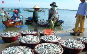 Bộ Y tế: Một số hải sản ở miền Trung vẫn chưa ăn được