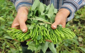 Phân biệt rau muống sạch - rau muống bẩn