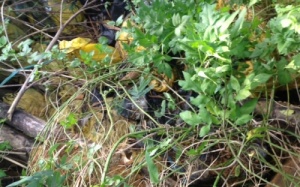 Bộ Y tế vào cuộc khẩn vụ “chôn lén hàng tấn rác thải y tế”