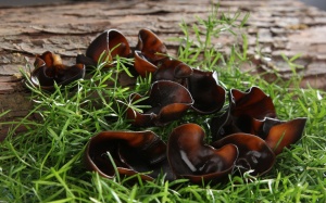 Tất cả chúng ta đều đang dùng mộc nhĩ sai cách?