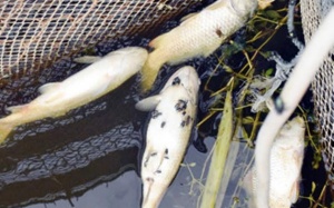 Cá chết hàng loạt trên sông Bùng do rơm rạ phân hủy