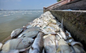 UBND Hà Nội khuyến cáo người dân không ăn cá chết ở hồ Tây