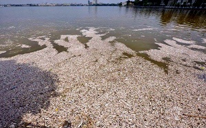 Hơn 10 tấn cá chết ở Hồ Tây