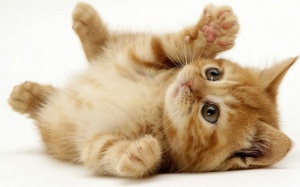 Chào đón ngày 4/10/2016 với tử vi 12 cung hoàng đạo