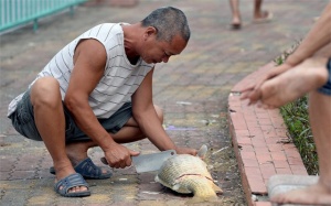 Mổ cá chết ngay trên bờ Hồ Tây: Cảnh báo của 2 PGS hóa và thực phẩm!