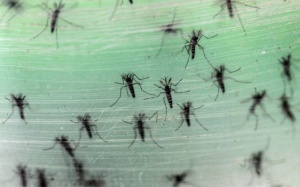 Phát hiện trường hợp đầu tiên lây nhiễm Zika qua tiếp xúc cơ thể
