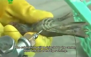 Tôm sú bơm tạp chất ở Việt Nam khuấy đảo báo nước ngoài