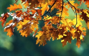 Thứ bảy (8/10/2016) có gì đặc biệt với 12 cung hoàng đạo?