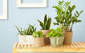 Khi nào cây cảnh có thể gây hại cho sức khỏe?