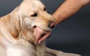 Làm gì để tránh tử vong vì bệnh dại khi bị chó mèo cắn?