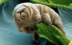 Video: Sự thật kinh hoàng về loài vật 'khó chết' nhất hành tinh