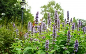 5 loại thảo dược giúp hơi thở thơm tho