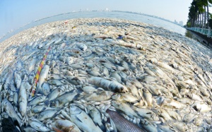 Hà Nội khẩn trương làm rõ nguyên nhân cá chết ở hồ Tây