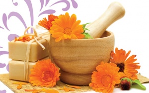 Cái gì có cúc vạn thọ thì sẽ giúp sáng mắt, đẹp da và hơn thế nữa