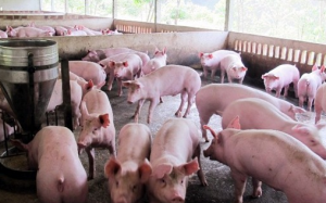 Chất độc hại thận, hỏng thai tràn lan: Cấm hay không?