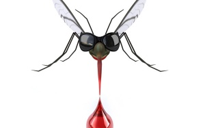 Phát hiện muỗi mang virus Zika tại Việt Nam