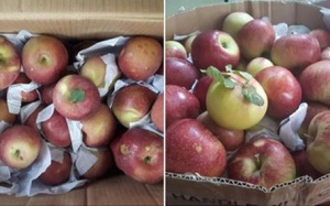 Giật mình sự thật về táo đá Hà Giang 'siêu sạch' đang sốt 'chợ' trên mạng