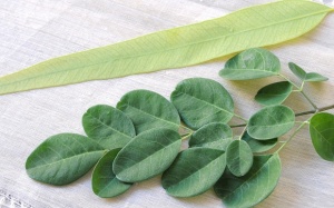 Lá chùm ngây – biện pháp tự nhiên điều trị sưng, đau cơ bắp