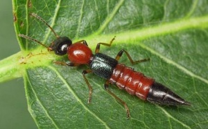 Hà Nội: Kiến ba khoang lộng hành, nhiều người bị đốt thê thảm