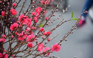 Hai phương án nghỉ Tết Âm lịch 2017