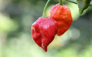Thủng cổ họng vì ăn một trong những loại ớt cay nhất thế giới