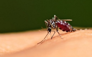 Virus Zika có thể trú ngụ 2 tuần trong âm đạo?