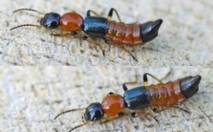 Bị kiến ba khoang đốt cần làm ngay điều này