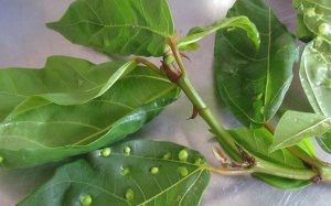 Lá sung giúp hỗ trợ điều trị đái tháo đường