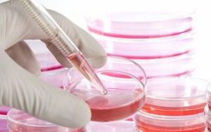 Liệu pháp tế bào gốc: Hy vọng cho điều trị các bệnh mạn tính