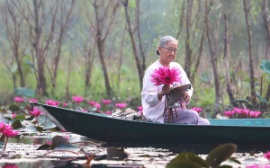 Suối Yến chùa Hương rực rỡ sắc hoa súng