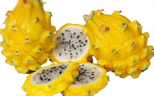 Thanh long vàng gần 1 triệu vẫn hút khách hàng Việt