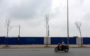 Cây Hà Nội mới trồng chết khô hàng loạt