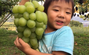 Có gì đặc biệt trong giống nho mẫu đơn siêu đắt đỏ?