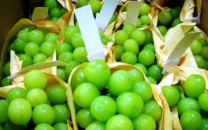 Nho mẫu đơn giá hơn triệu đồng 1 kg