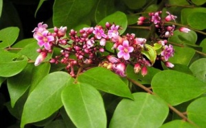 Lá khế - bí quyết nhiệm màu của mẹ!