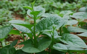 Nếu tự trồng rau, hãy chọn những loại sau