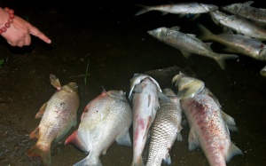 Hà Nội: Hàng nghìn con cá chết nổi trên hồ Linh Đàm