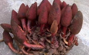 Săn lùng nấm viagra cực tốt cho lứa đôi