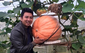 Bí ngô khổng lồ, 5 triệu/quả khách tranh nhau mua