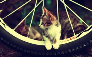 Tử vi 12 cung hoàng đạo thứ bảy (29/10/2016)