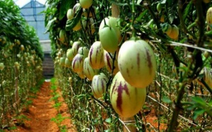 Dưa hấu Nam Mỹ tí hon hút khách Việt