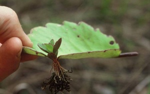 Trồng cực dễ ở VN, đây là loài cây khiến cả thế giới mê mẩn