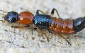 Xử lý vết thương do kiến ba khoang rất đơn giản mà không cần đến viện