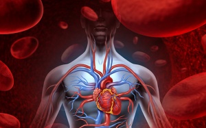 Homocysteine cao - Yếu tố nguy cơ gây bệnh tim mạch