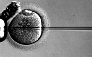 Nghiên cứu mới tiết lộ loại protein chính liên quan đến suy tim