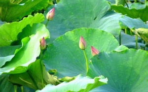 Bất ngờ với công dụng chữa bệnh của lá sen