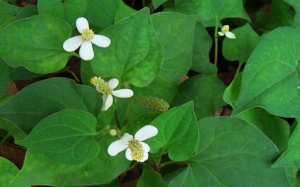 Chữa viêm phế quản đơn giản bằng rau diếp cá