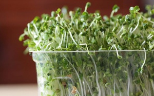 Rau mầm chứa nhiều giá trị dinh dưỡng hơn?