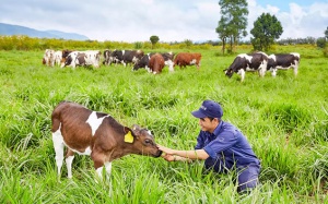 Vinamilk đạt chứng nhận Trang trại bò sữa Organic đầu tiên tại Việt Nam